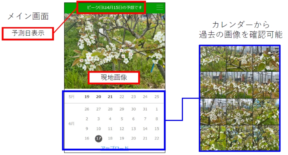 国産花粉の安定供給へ 採取効率化の動き | 梨生産者向け 